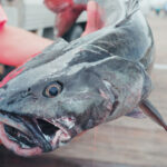 Buy Fresh Fish at the Santa Barbara Harbor