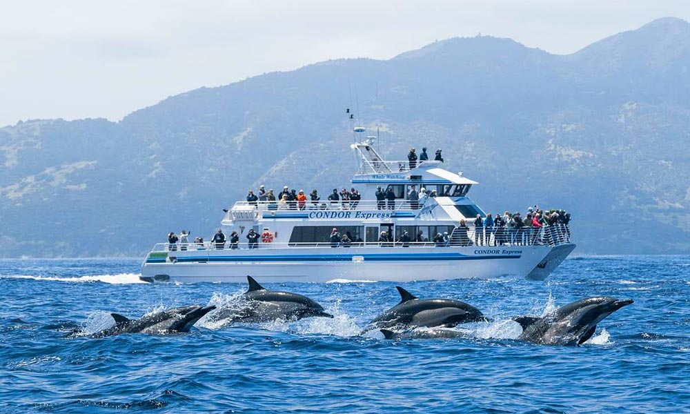 Condor Express Whale Watching Boat