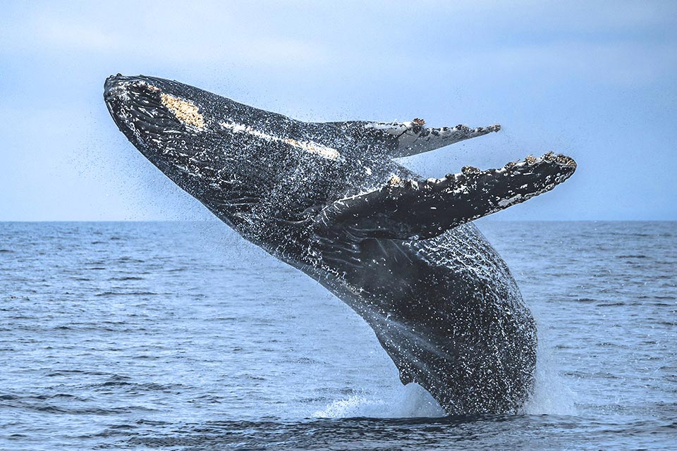 Santa Barbara Humpback Whale Breaching